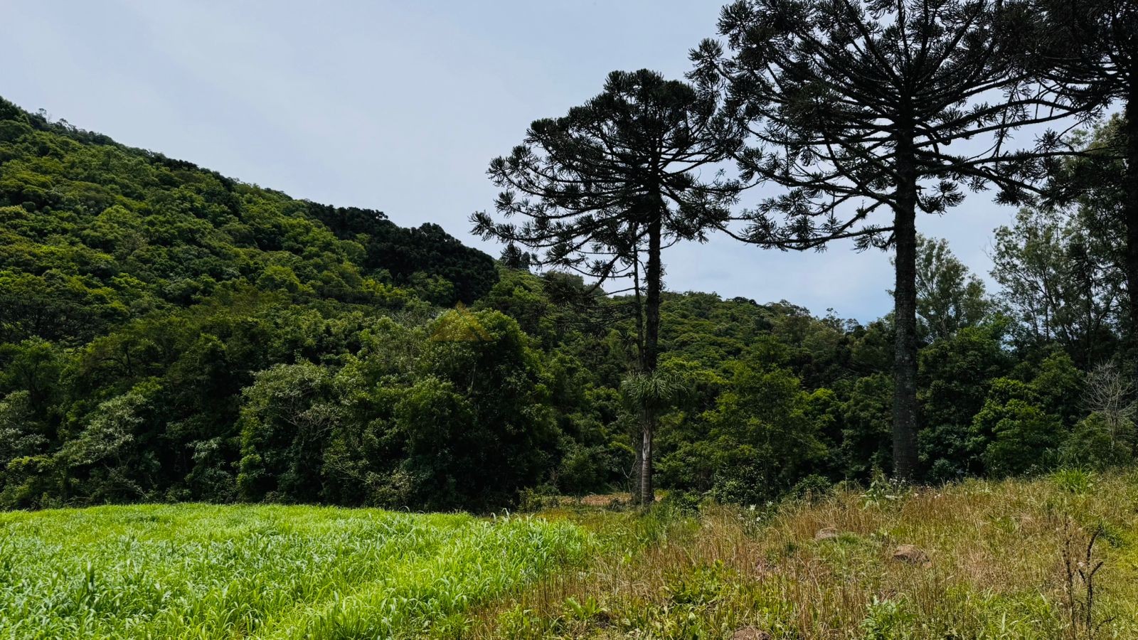 Fazenda à venda, 195000m² - Foto 14