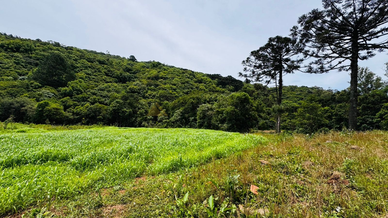 Fazenda à venda, 195000m² - Foto 15