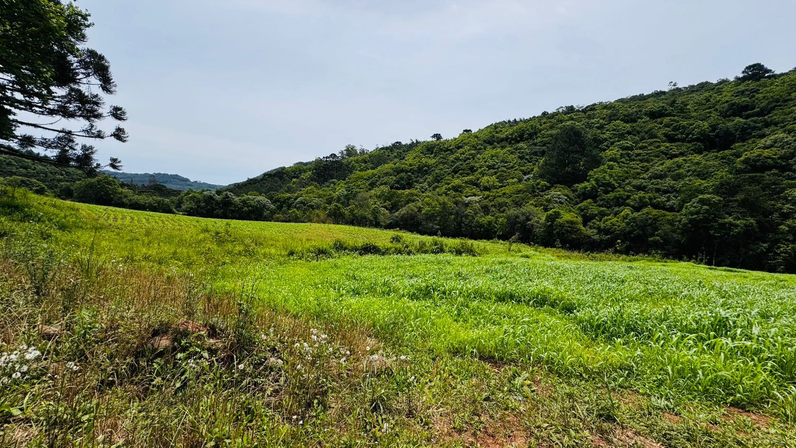 Fazenda à venda, 195000m² - Foto 16