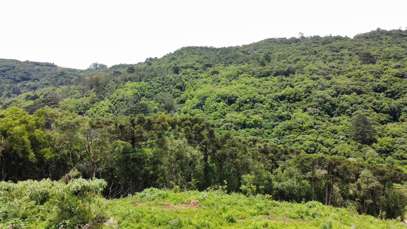 Fazenda à venda, 195000m² - Foto 21