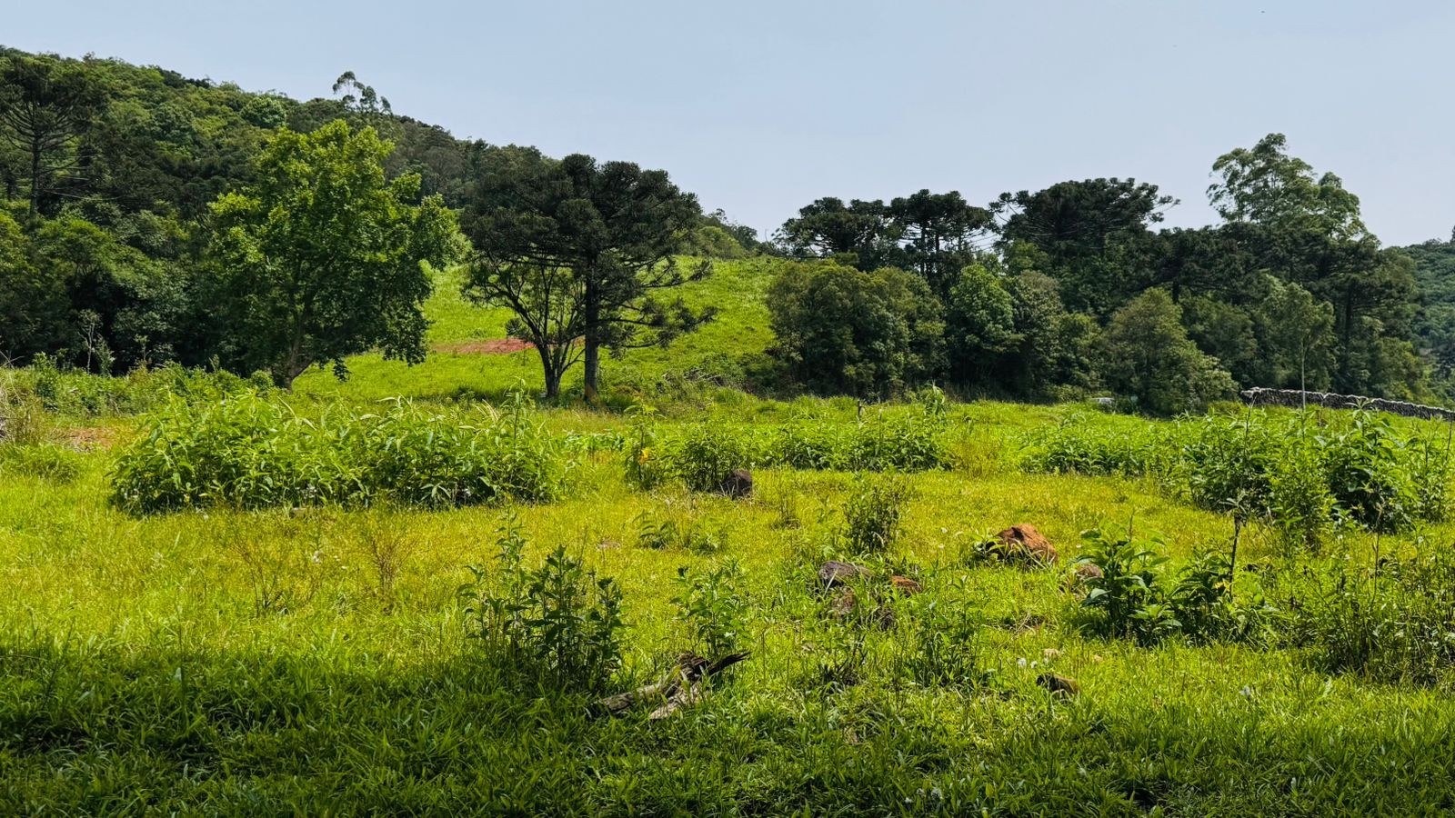 Fazenda à venda, 195000m² - Foto 6