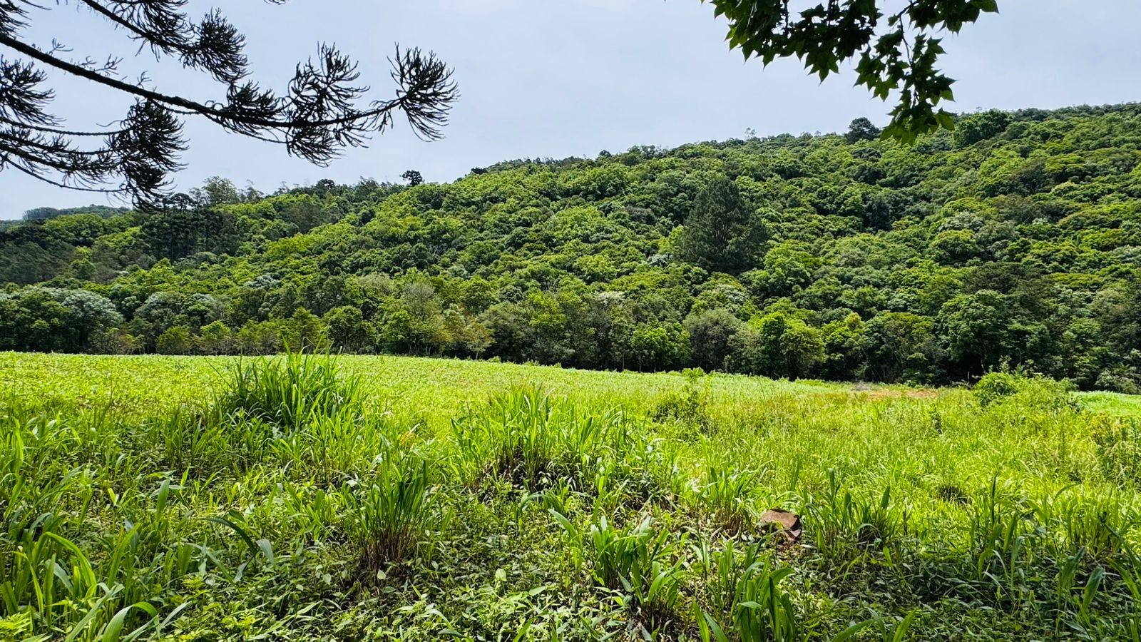 Fazenda à venda, 195000m² - Foto 9