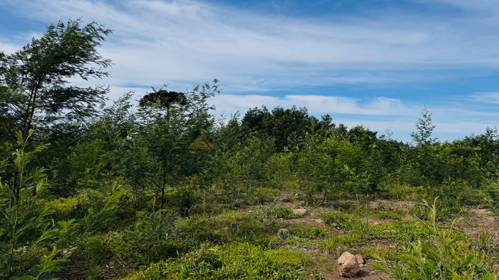 Fazenda à venda, 60000m² - Foto 22