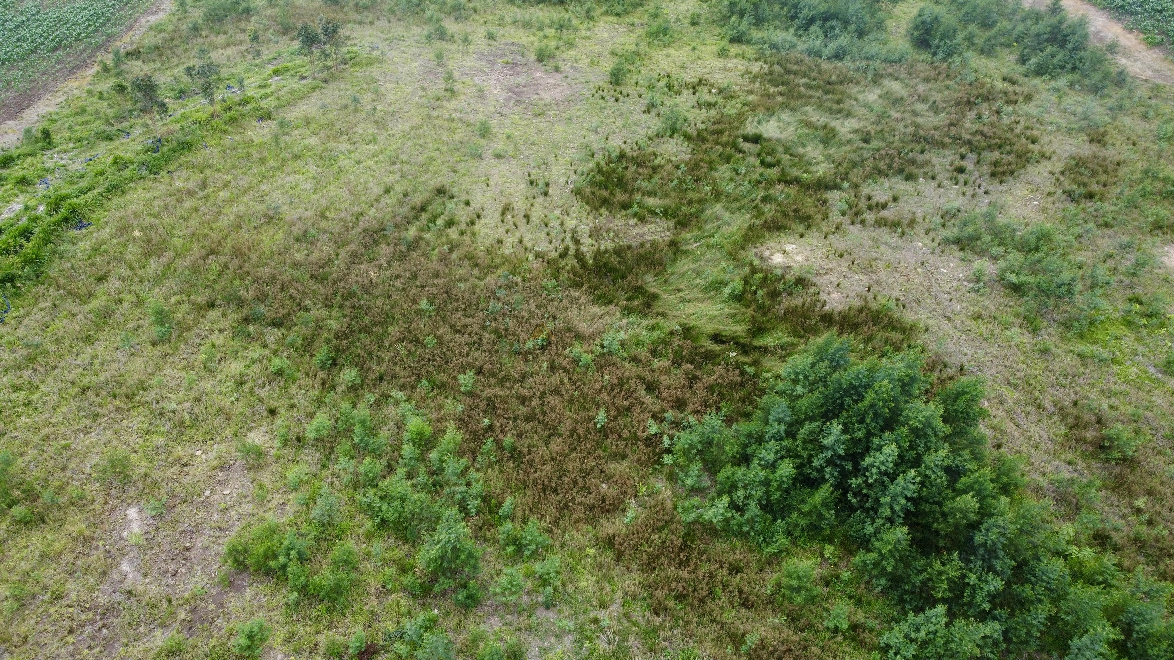 Fazenda à venda, 60000m² - Foto 8