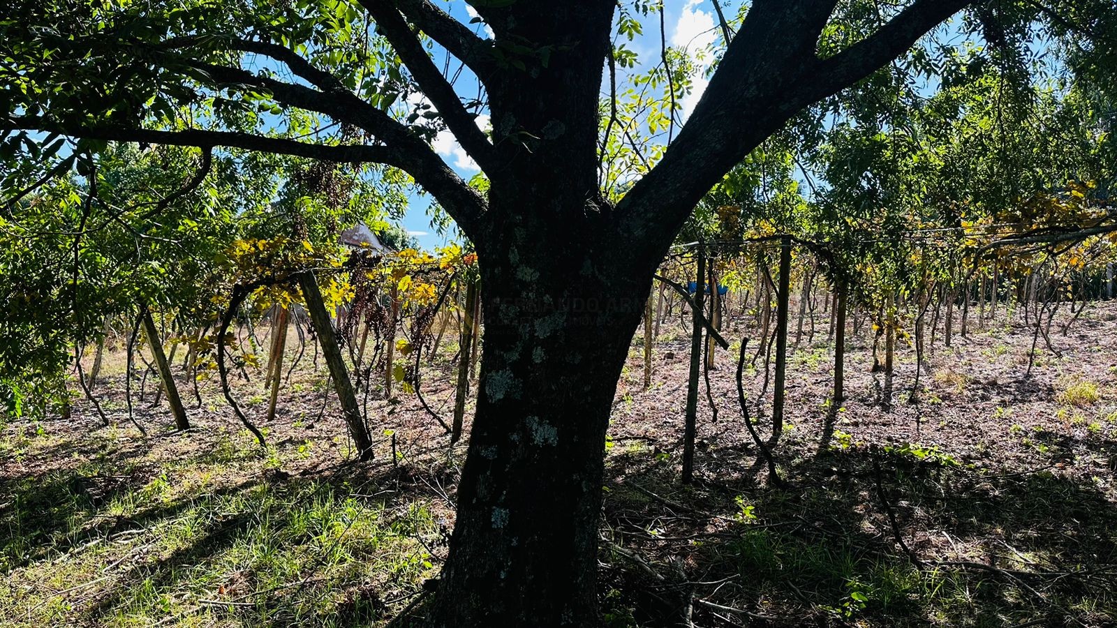 Fazenda à venda, 41584m² - Foto 6