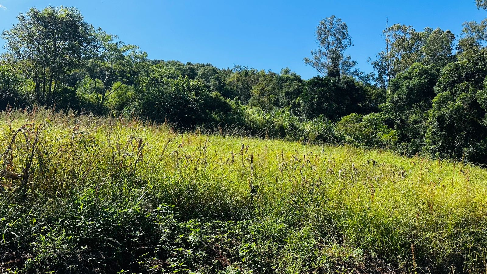 Fazenda à venda, 55000m² - Foto 2